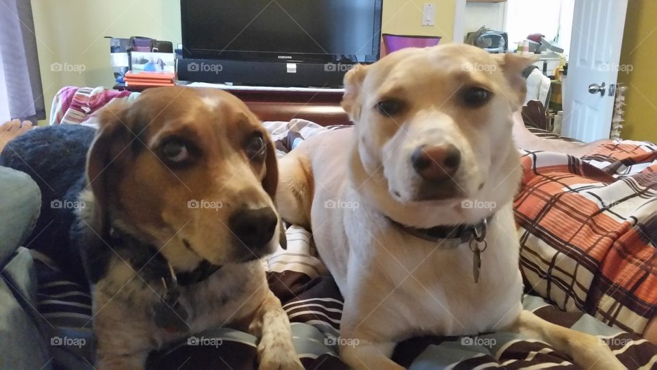 Thunder Buddies. This was the look I got from our dogs during a thunderstorm.  sticking together to a survive the loud noises.