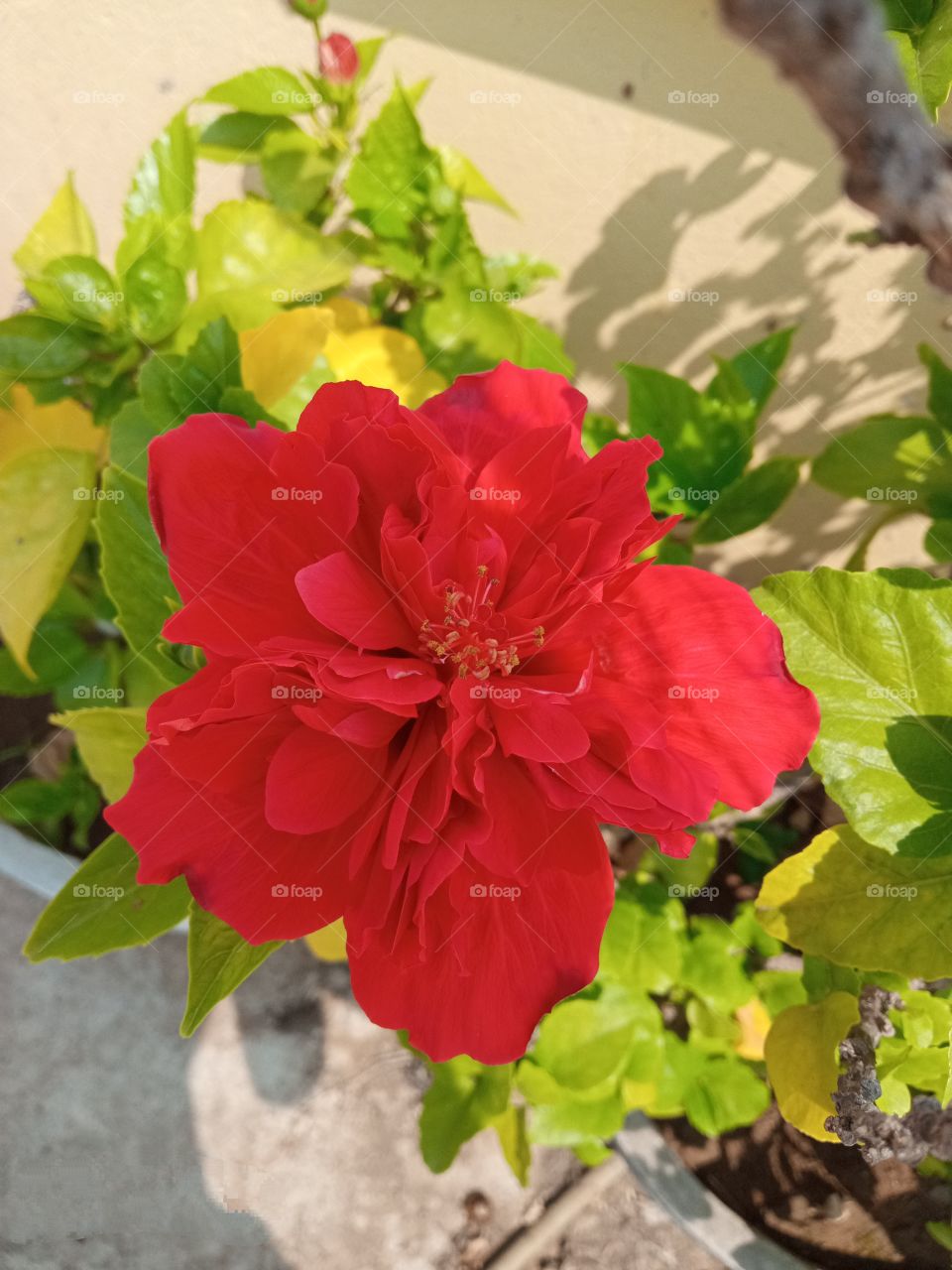 beautiful rare, hybrid red 🔴hibiscus🌺 flower🌺🌻🌹🌷 in our garden