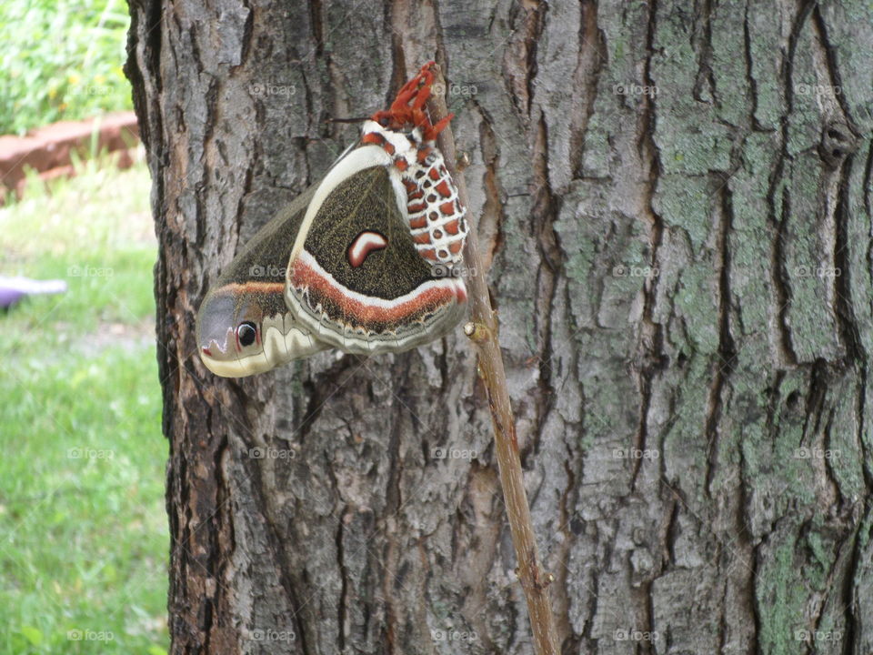 We see these beautiful creatures in our yard every day.