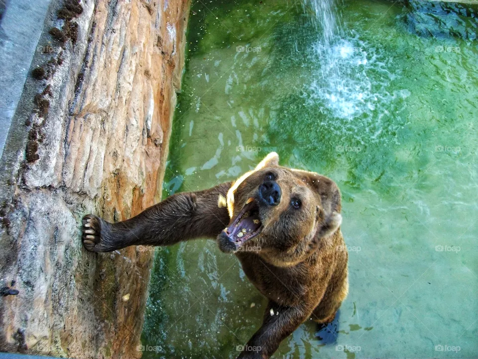 Bear