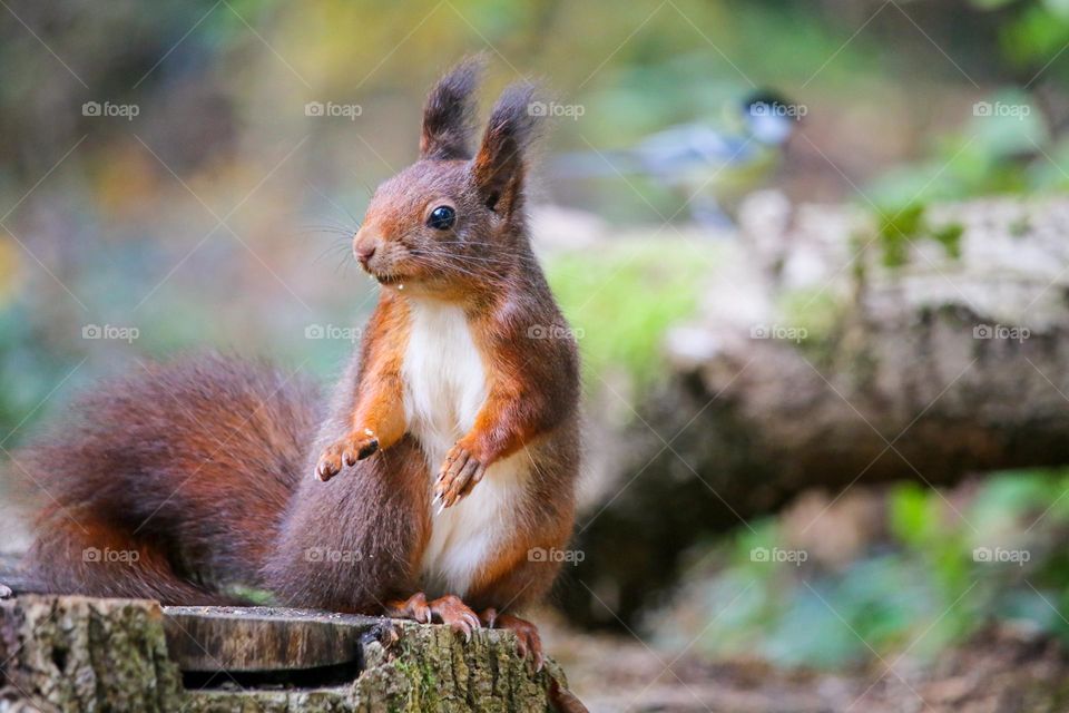 Red squirrel standing portrait
