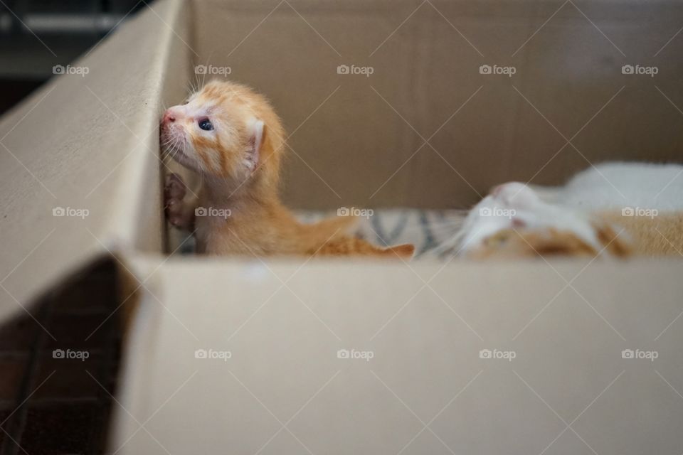 curious kid kitten want to go out