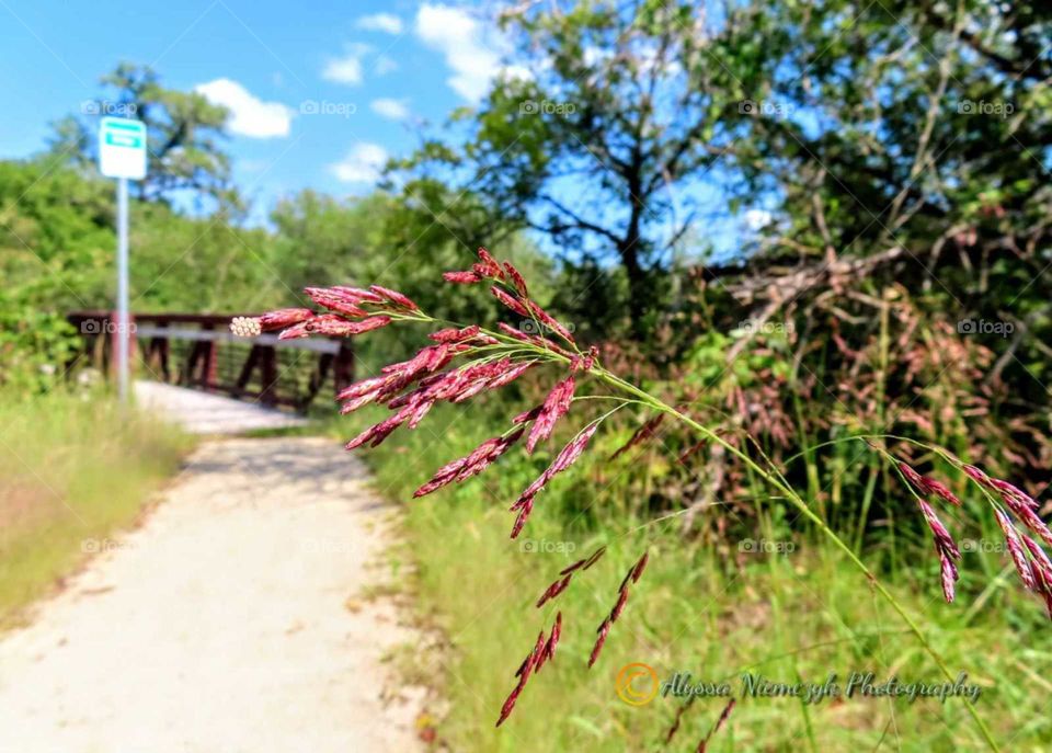Beautiful purple toned prairie grass "Prairie Grass Says, Go This Way". Over the Bridge and Through the Woods to find feed my soul.