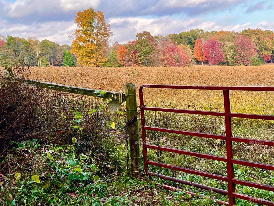 Autumn in the Country 