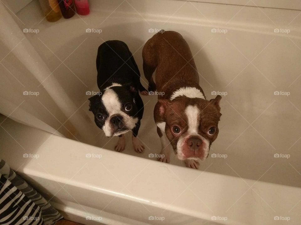 Bostons in the Bath