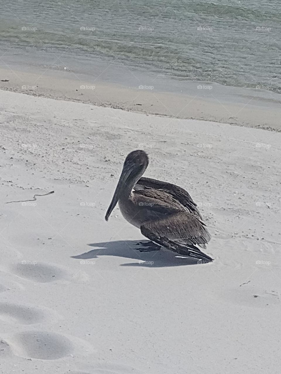 Pelican Chillin on the Beach