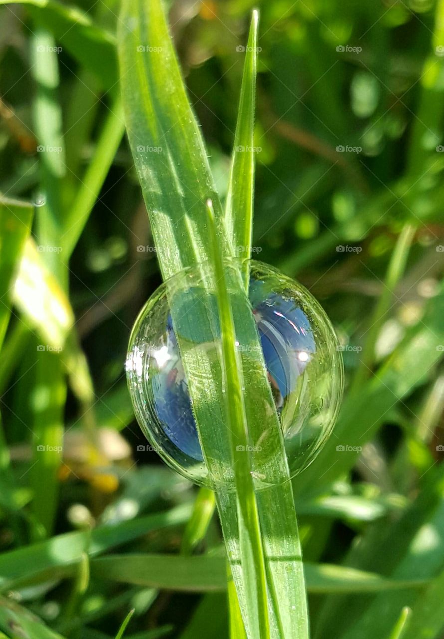 bubble and grass close-up