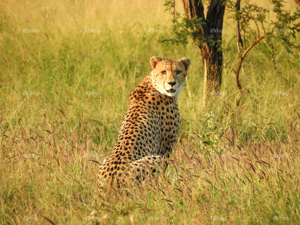 Young cheetah male looking back straight at the camera in the morning light seen on safari in KwaZulu-Natal, South Africa
