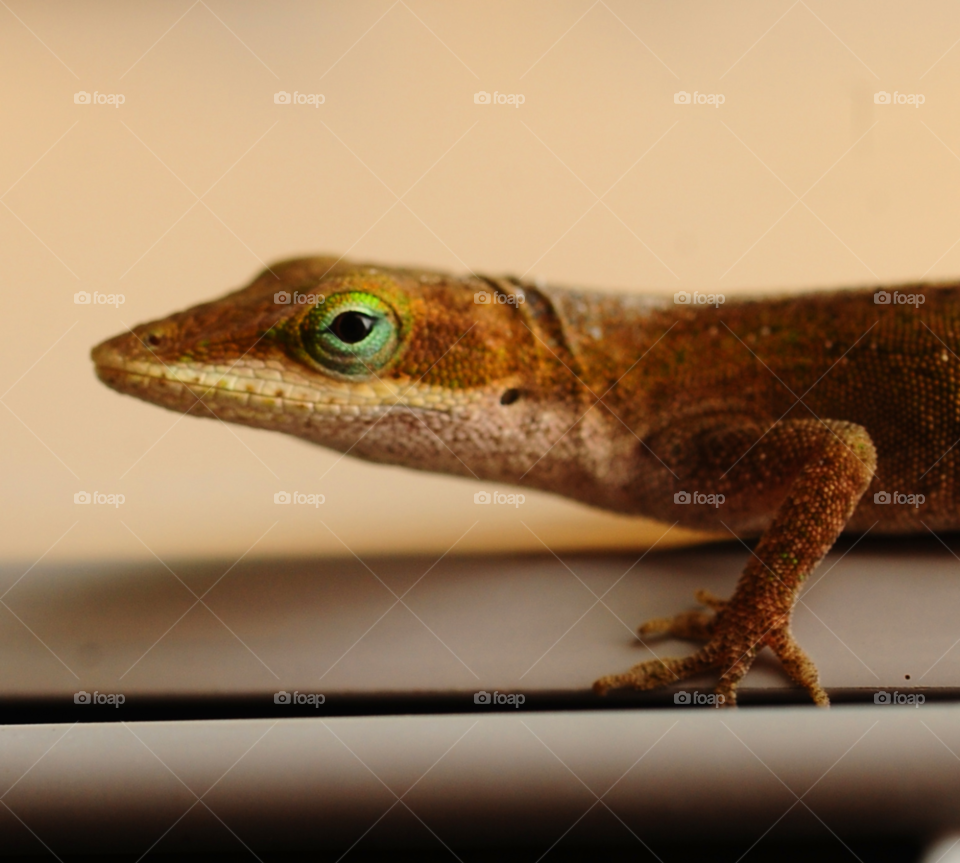 lizard lizard closeup by lightanddrawing