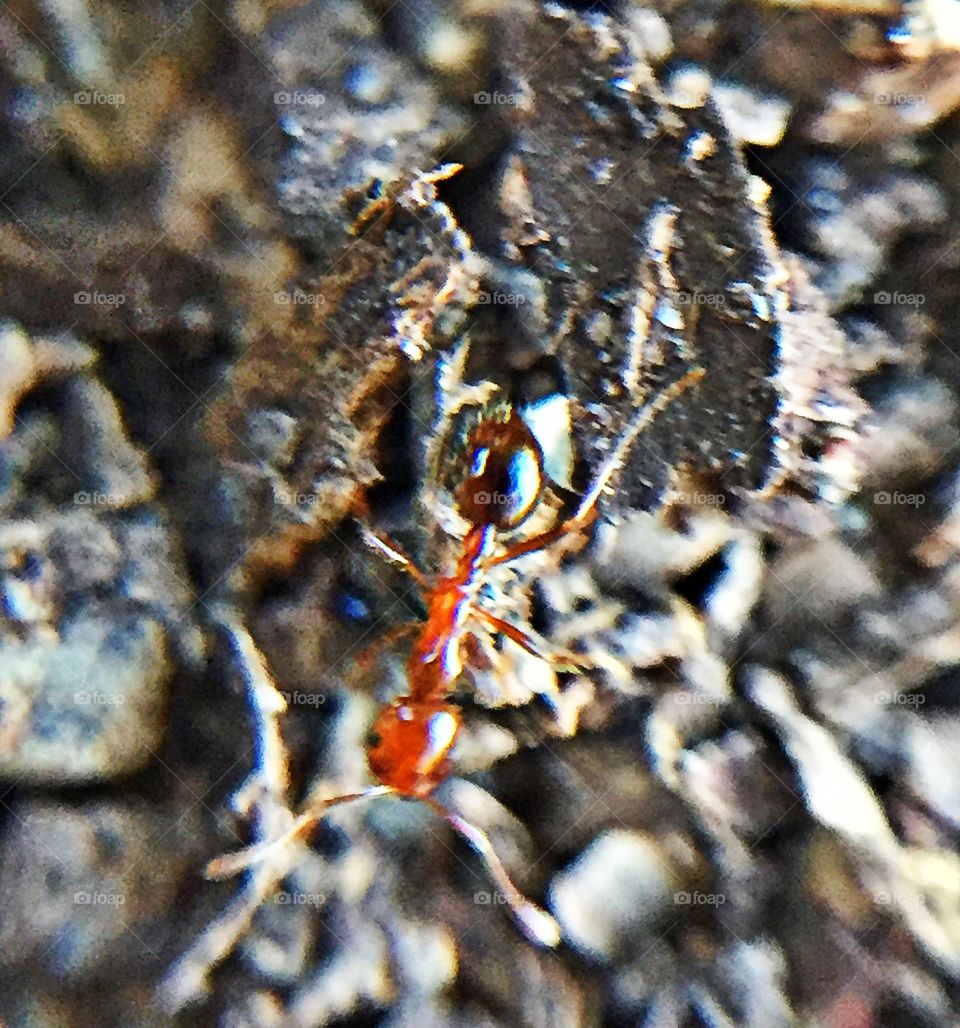 Ant hills up close