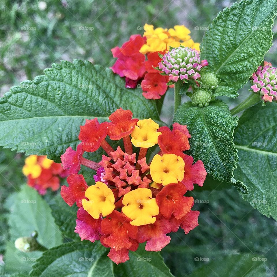 🌹 🇺🇸 Very beautiful flowers to brighten our day.  Live nature and its beauty. Did you like the delicate petals? / 🇧🇷 Flores muito bonitas para alegrar nosso dia. Viva a natureza e sua beleza. Gostaram das pétalas delicadas? 