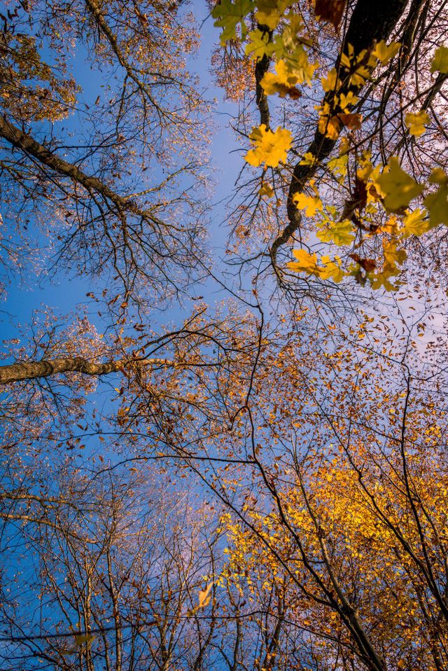 Autumn trees