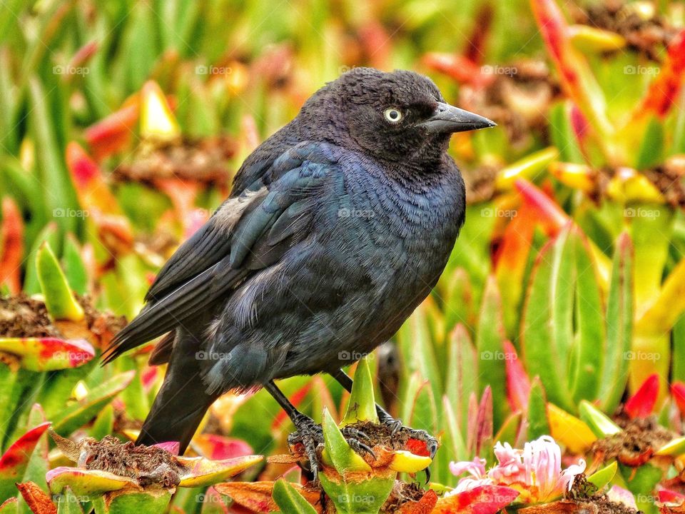 Common Blackbird
