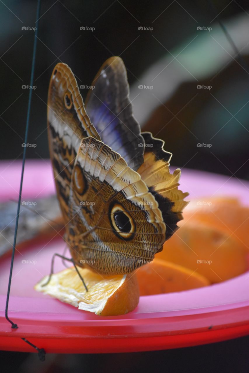 Butterfly on orange slice