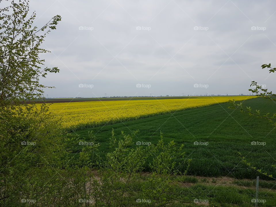 Scenic view of canola field