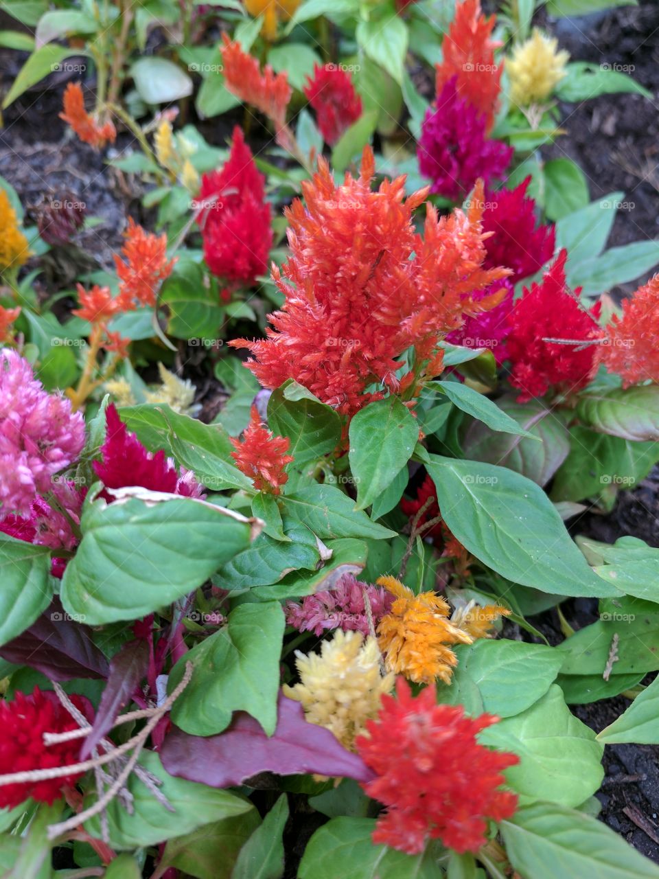 colorful celosia