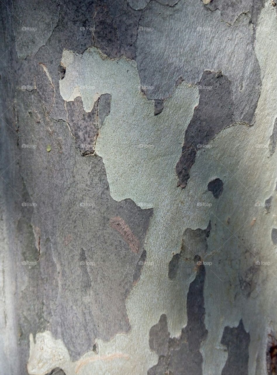 Кора дерева