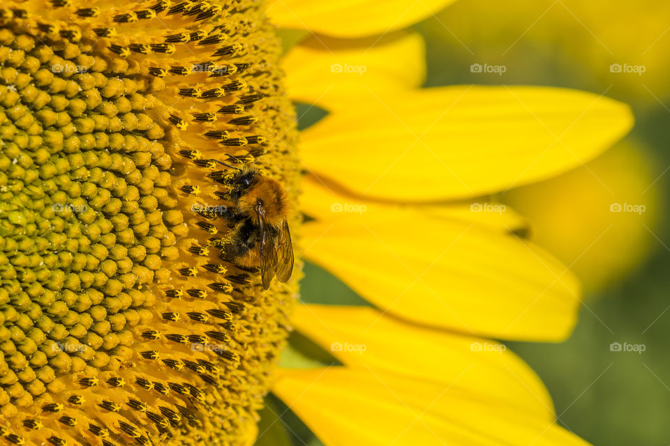 Bee gathering pollen on a sunflower early in the morning
