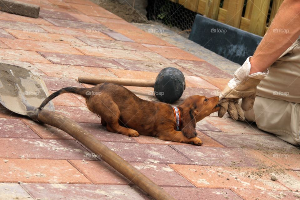 Little brown baby teckel playing with glove