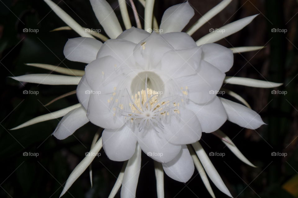 conhecida como dama da noite, uma flor rara de ver pois abre somente durante a noite por causa do agente polinizador. tem porte de trepadeira