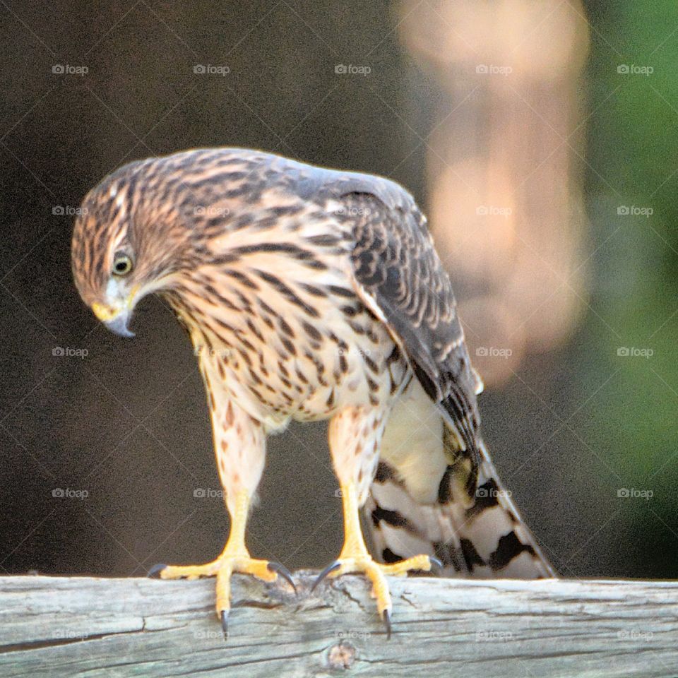 Hawk stalking it’s prey 
