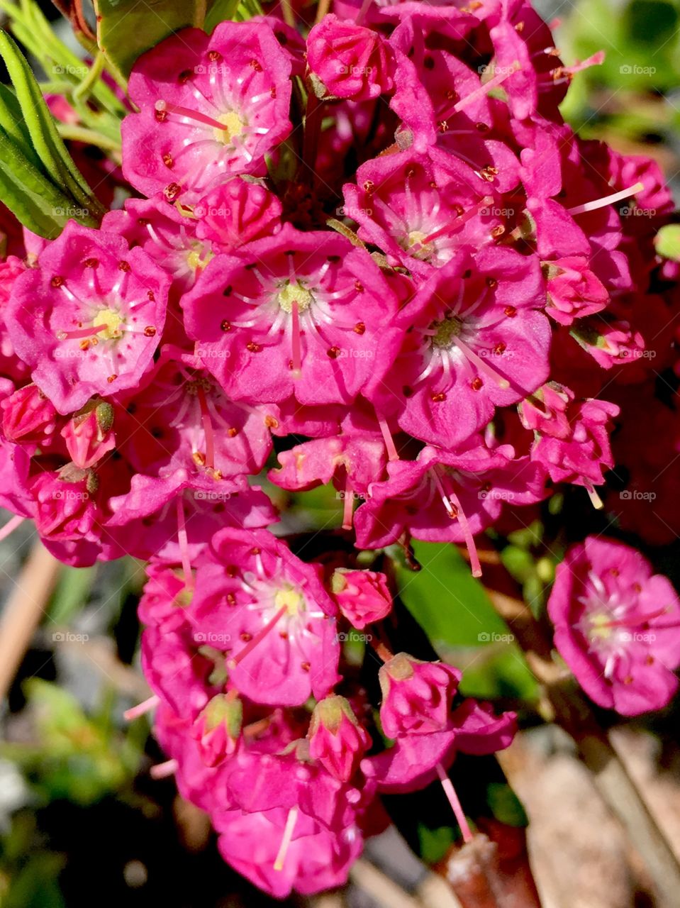 Sheep laurel