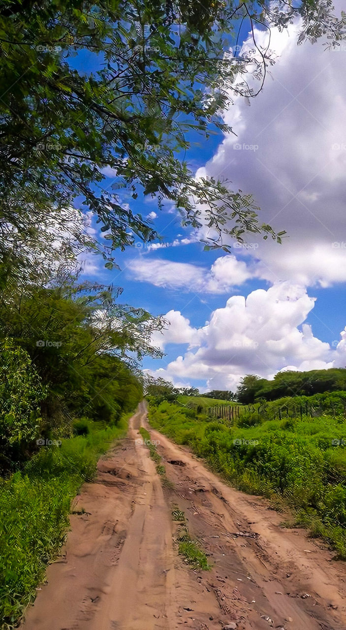 Verano, naturaleza 