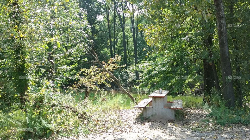 picnic table at the edge of the woods