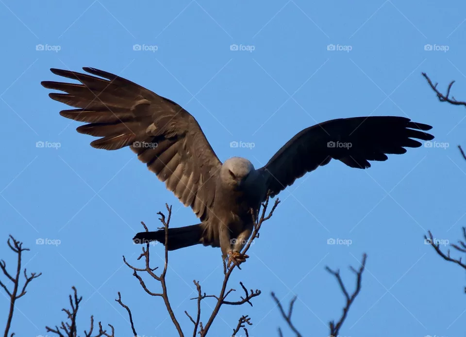 Oklahoma bird