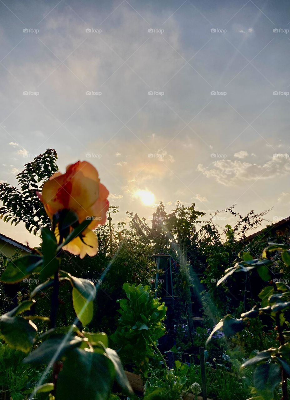 Flores e sol pela manhã: o ambiente mais bonito que se deseja, aqui está!
Que nossa jornada seja favorável!
📸
#FOTOGRAFIAéNOSSOhobby