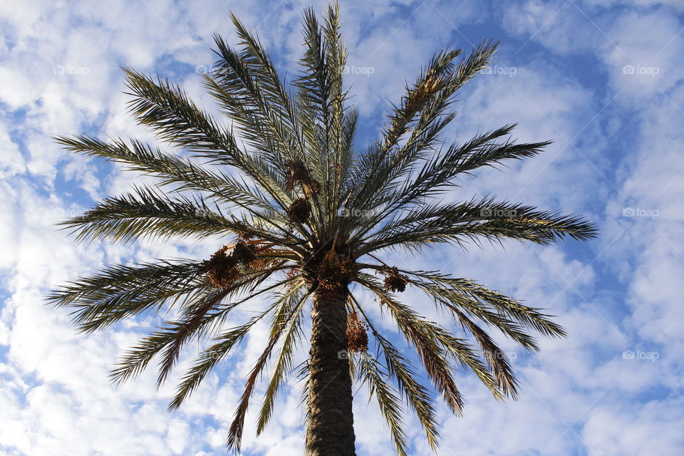 California palm tree