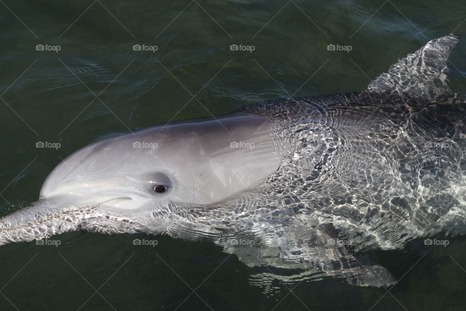 Friendly wild dolphin, South Australia closeup, head out of water, in the ocean, Spencer Gulf, Eyre Peninsula, Australian wildlife