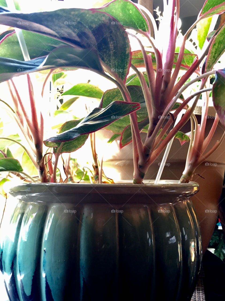 House plants in pots