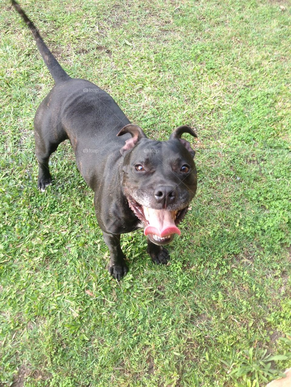 Male Staffy at play 