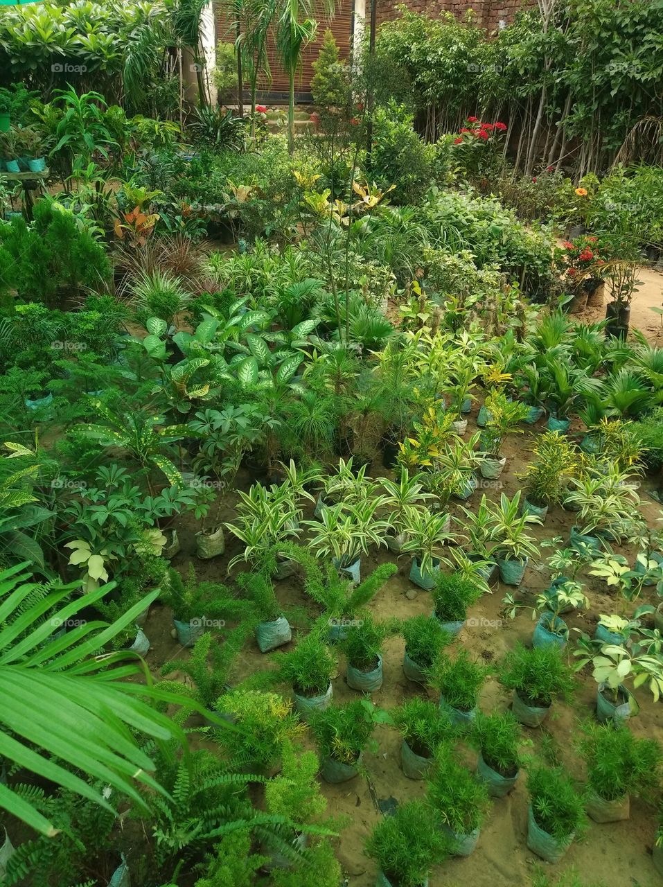 green nursary with different species of plants shurb small size looks very beautiful generally found everywhere