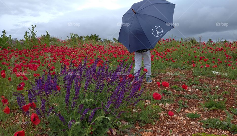 In the field of poppies under dark clouds