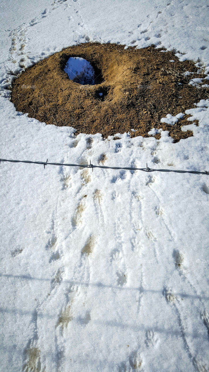 Prairie dog tracks through the snow outside their burrow