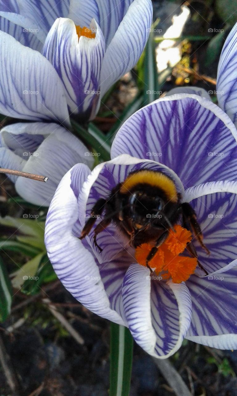 A lavender spring flower with a bee in the middle