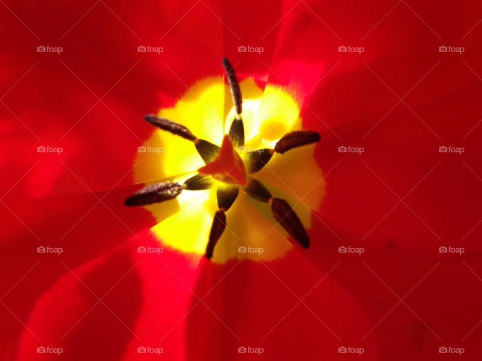 Cool closeup of a flower