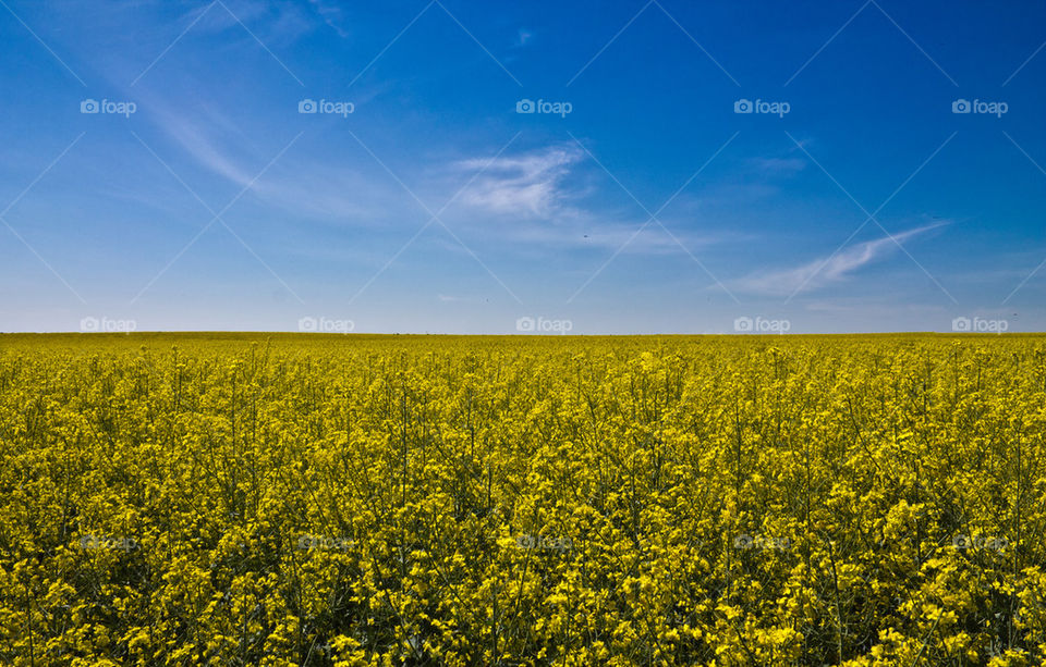Ukrainian field