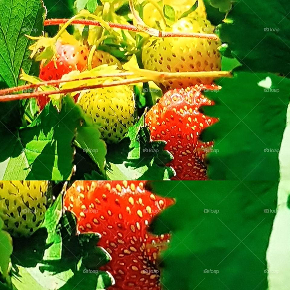 strawberry jordgubbar & en del börjar mogna