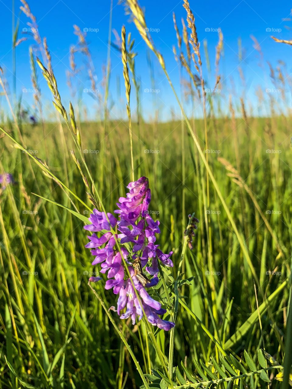 Wildflower 