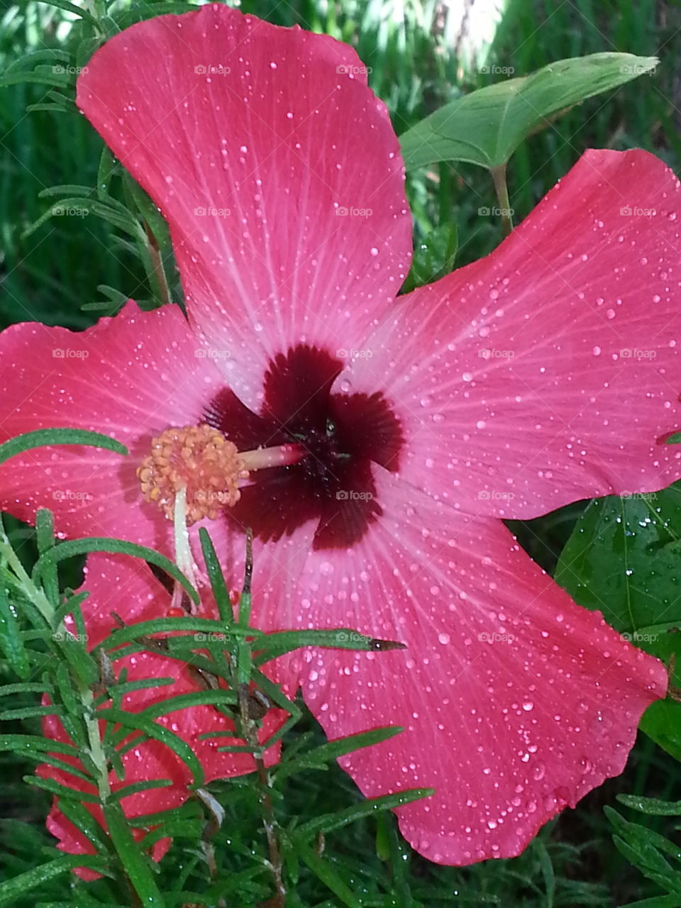 hibiscus in the rain