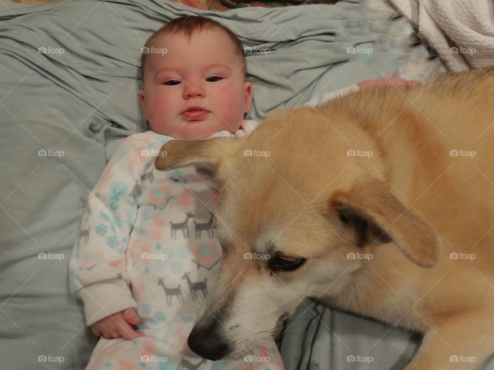 Little Baby With Family Dog
