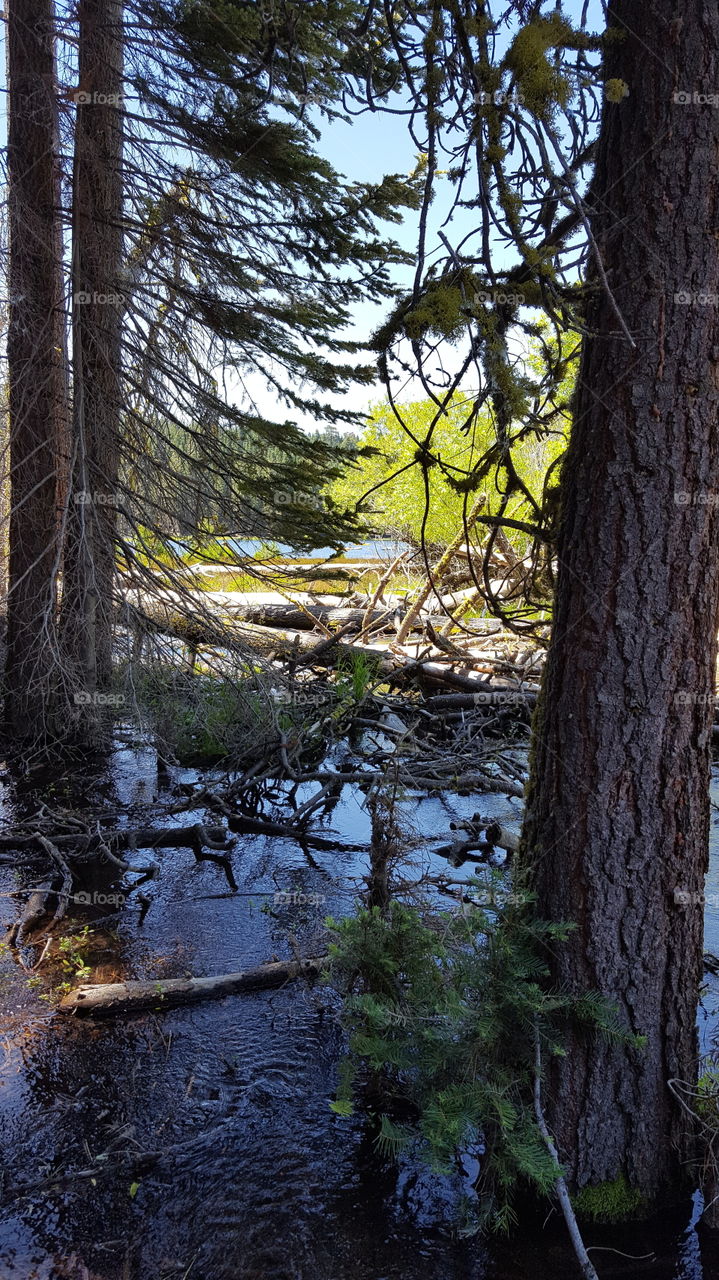 stopping for a picnic near a lake. this was the closest I could get