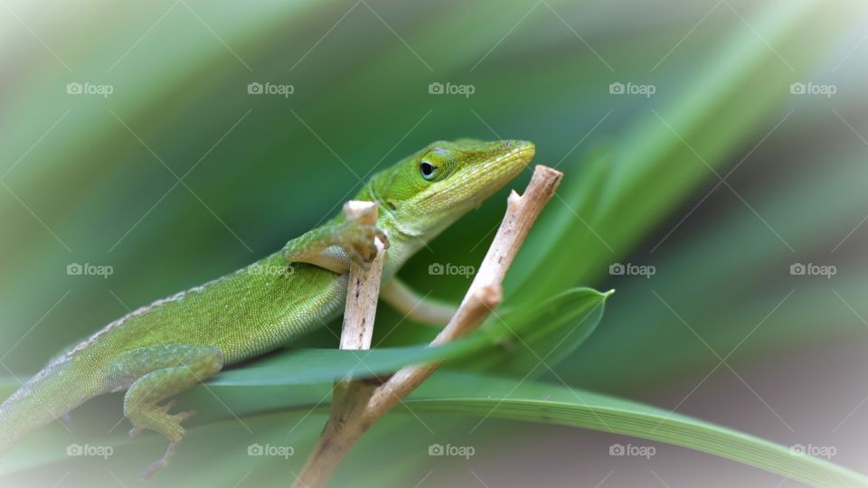 ankle lizard green