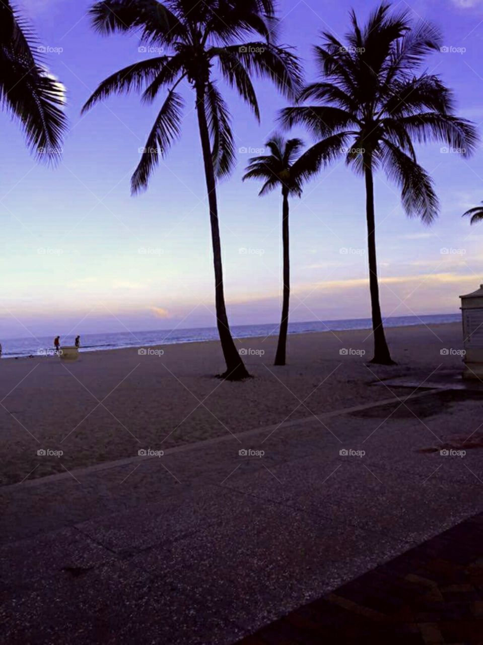Beach palm trees
