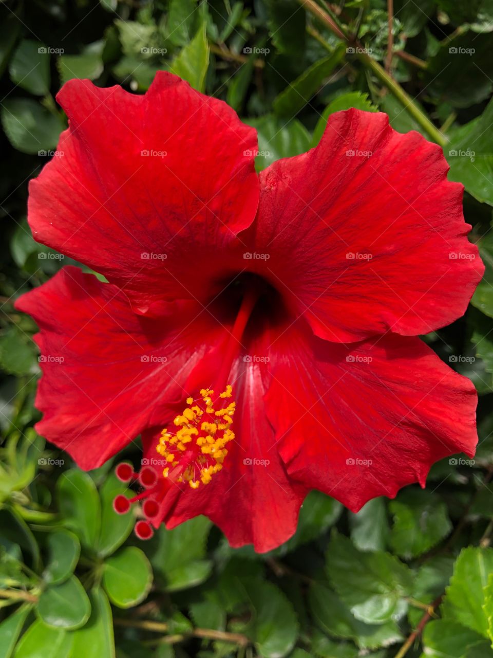 Cyprus.Red flower.Hibiscus.