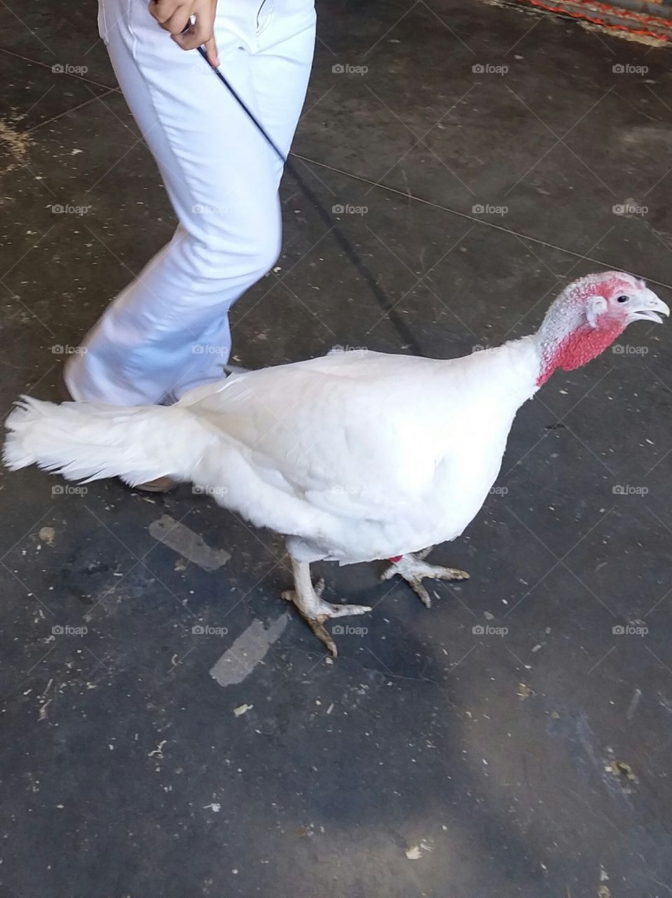 White Turkey at the Fair