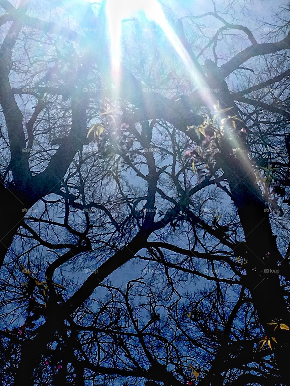 Sunbeams and branches 